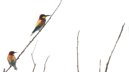 European Bee-eater
