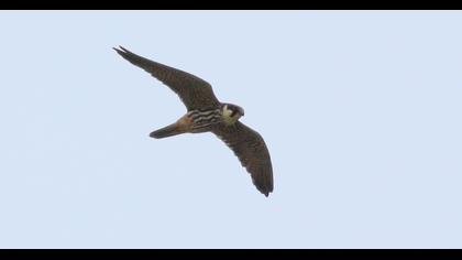 Eurasian Hobby