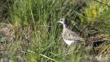Wood Sandpiper
