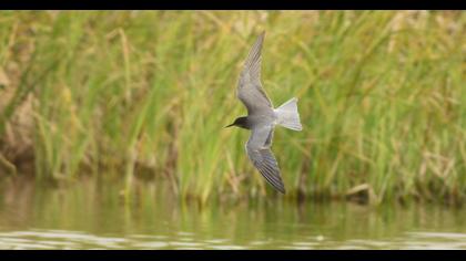 Black Tern