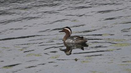 Garganey