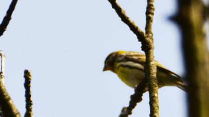 European Serin