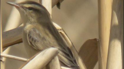 Sedge Warbler