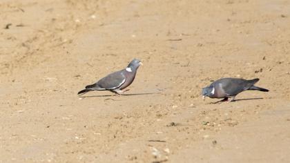 Common Wood Pigeon