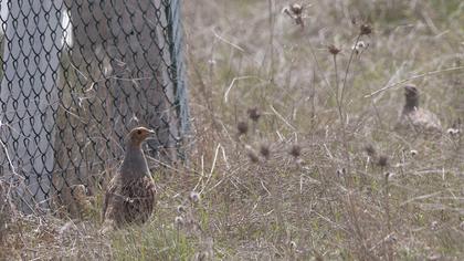 Grey Partridge