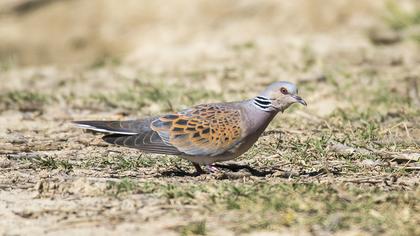 European Turtle Dove