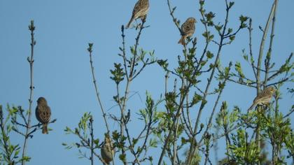 Corn Bunting