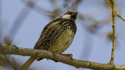 Spanish Sparrow