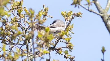 Küçük akgerdanlı ötleğen