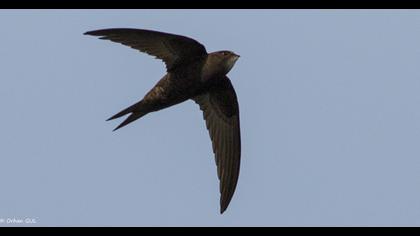 Common Swift