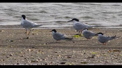 Sandwich Tern