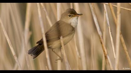 Eurasian Reed Warbler