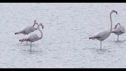 Greater Flamingo