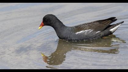 Common Moorhen