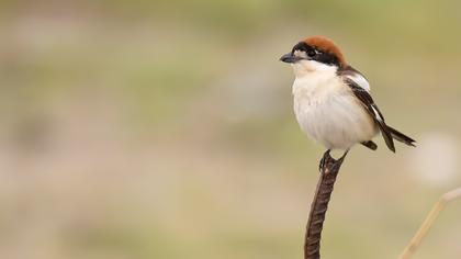 Woodchat Shrike