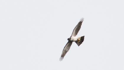 Western Osprey