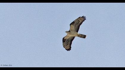 European Honey Buzzard