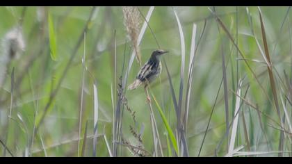 Zitting Cisticola