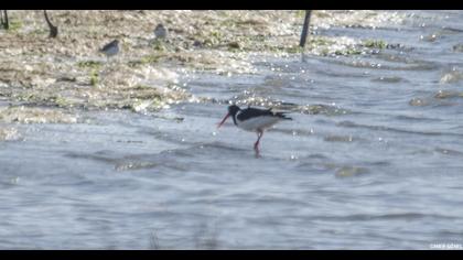 Eurasian Oystercatcher