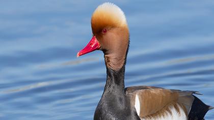 Red-crested Pochard