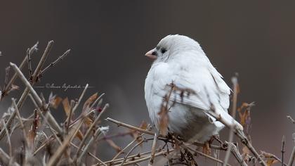Eurasian Tree Sparrow