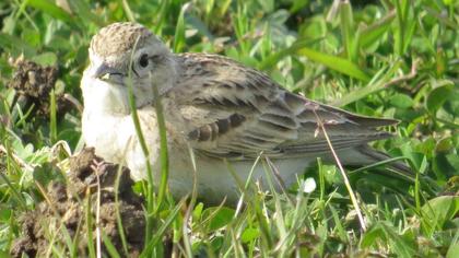 Greater Short-toed Lark