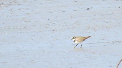 Little Ringed Plover