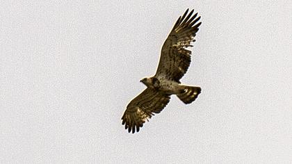 Short-toed Snake Eagle
