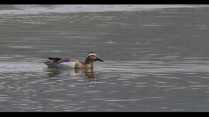Garganey
