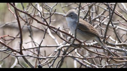 Akgerdanlı ötleğen