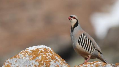 Chukar Partridge