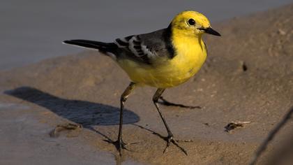 Citrine Wagtail