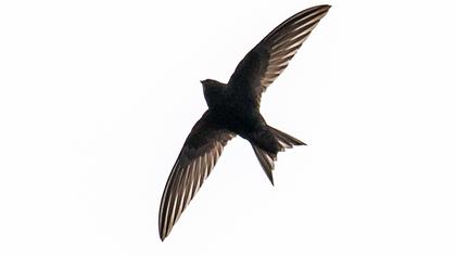 Common Swift