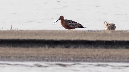 Bar-tailed Godwit
