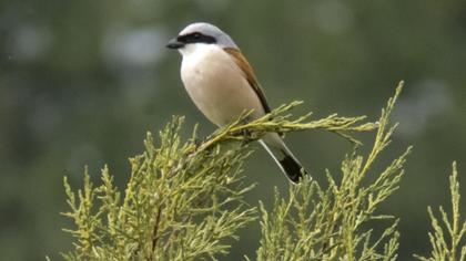 Red-backed Shrike