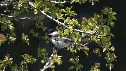 Akyanaklı baştankara
