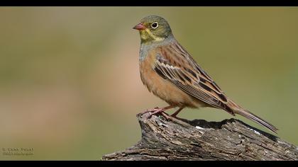 Ortolan Bunting