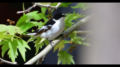 Semicollared Flycatcher