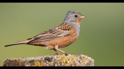 Cretzschmar`s Bunting