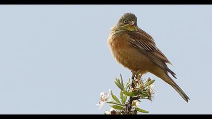 Ortolan Bunting