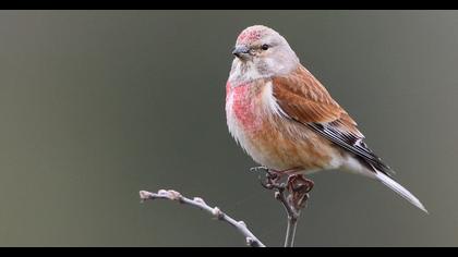 Common Linnet