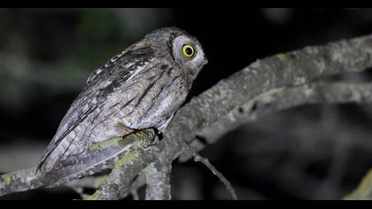 Eurasian Scops Owl