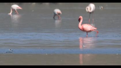 Lesser Flamingo