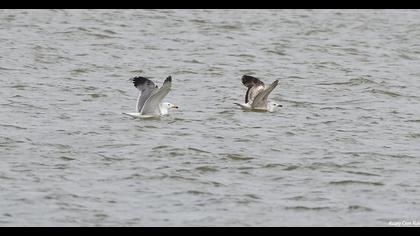 Van gölü martısı