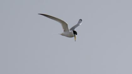Little Tern