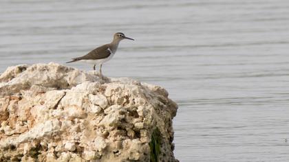 Common Sandpiper