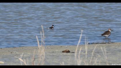 Red-necked Phalarope