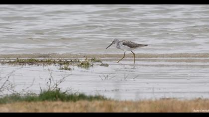 Common Greenshank