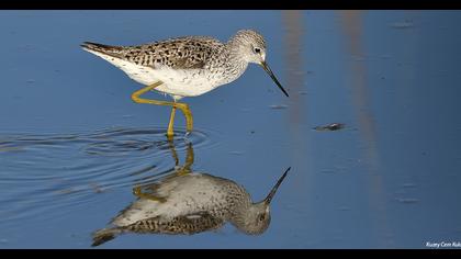 Marsh Sandpiper