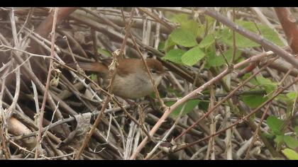 Cetti`s Warbler